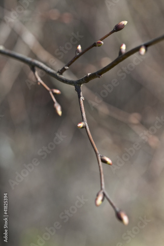 Photo: Buds opening in spring. Buds opening in spring.