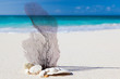 sea and beach concept