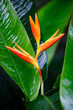 Red Heliconia