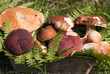 Foto: Edible Mushrooms Edible Mushrooms