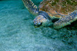 Tortue