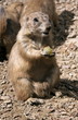 Black tailed prairie dog