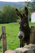 Regard d'âne