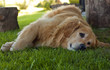 Photo: Sad dog lying in grass Sad dog lying in grass