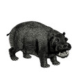 Hippopotame