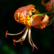 Tiger lily