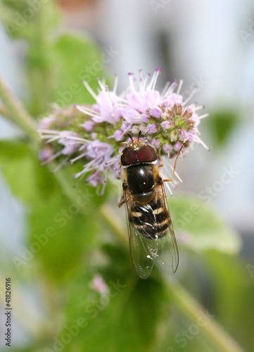 Photo: biene auf pfefferminzblüte biene auf pfefferminzblüte