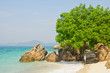 stone and tree by the sea
