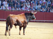Photo: Fighting bull from Spain. Brown bull Fighting bull from Spain. Brown bull