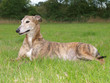 Greyhound