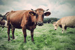 Foto: Cow on green grass Cow on green grass