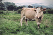 Foto: cow on meadow cow on meadow