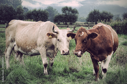 Foto: Cows Cows