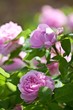 Foto: Garden roses Garden roses
