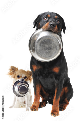 Photo: rottweiler chihuahua and food bowl rottweiler chihuahua and food bowl