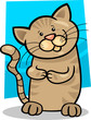 brown tabby kitten