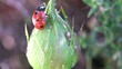 Video: se gaver de pucerons se gaver de pucerons