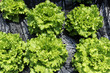 salades du jardin
