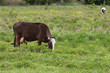 The cow