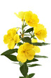Buttercups