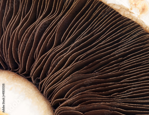Photo: Mushroom Mushroom