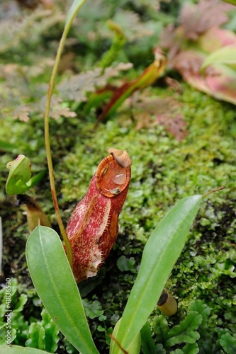 Photo: A tropical pitcher plant (monkey cup) A tropical pitcher plant (monkey cup)