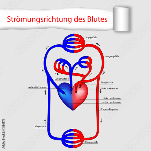 Vektor: strömrichtung des blutes strömrichtung des blutes