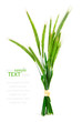 Green rye spikes (Secale cereale)