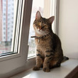 Foto: кошка кошка