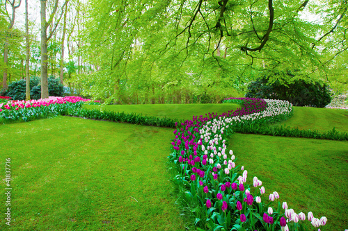 Photo: Colorful tulip flowers in spring park, garden Colorful tulip flowers in spring park, garden