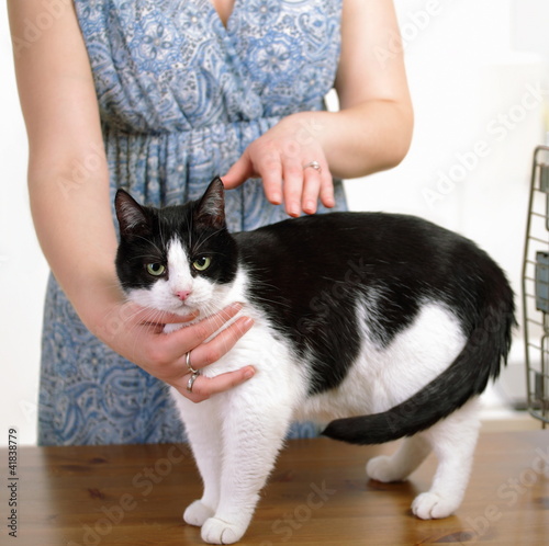 Photo: Animal reiki therapy, cat with experienced practitioner Animal reiki therapy, cat with experienced practitioner