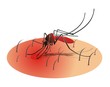 Mosquito_4