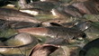 Video: Holly Catfish Holly Catfish