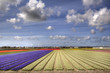 Flowerfields in Holland