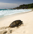 Sea turtle