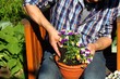 Gärtner pflanzt Blumen in Blumentopf