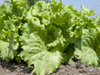 to flow salad in the open air