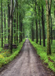 Forstweg