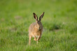 Europäischer Feldhase, Brown hare, Lepus europaeus
