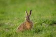 Europäischer Feldhase, Brown hare, Lepus europaeus
