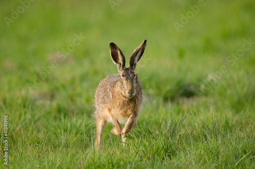 Photo: Europäischer Feldhase, Brown hare, Lepus europaeus Europäischer Feldhase, Brown hare, Lepus europaeus