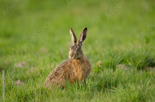 Photo: Europäischer Feldhase, Brown hare, Lepus europaeus Europäischer Feldhase, Brown hare, Lepus europaeus