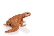 lizard (uromastyx)