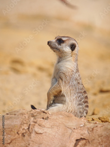 Foto: Meerkat Meerkat