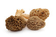 Morilles