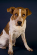 Cute Red Head Puppy. He is six months old.