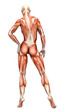 muscle woman back view muscle woman back view