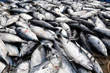 Photo: pesce azzurro sfuso pesce azzurro sfuso