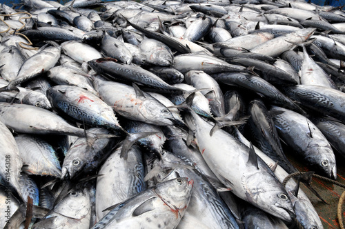 Photo: pesce azzurro sfuso pesce azzurro sfuso