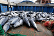 pesce azurro appena pescato